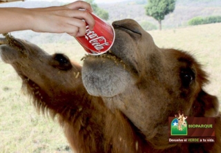 Dando de comer a los camellos